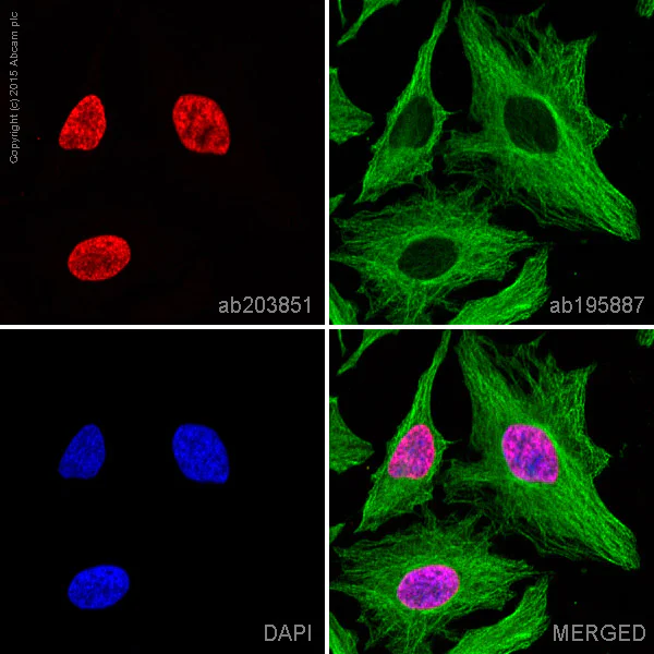 Immunocytochemistry/ Immunofluorescence - Alexa Fluor® 647 Anti-Histone H3 (di methyl K9) antibody [mAbcam 1220] (AB203851)
