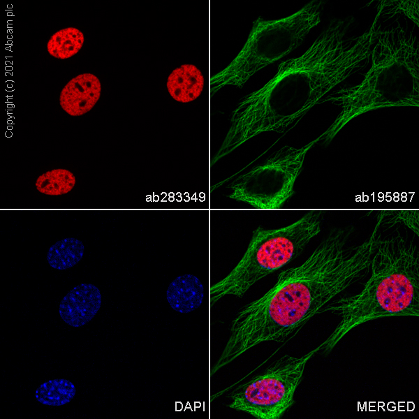 Immunocytochemistry/ Immunofluorescence - Alexa Fluor® 647 Anti-Histone H3 (mono methyl K4) antibody [ERP16597] (AB283349), expandable thumbnail