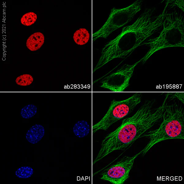 Immunocytochemistry/ Immunofluorescence - Alexa Fluor® 647 Anti-Histone H3 (mono methyl K4) antibody [ERP16597] (AB283349)