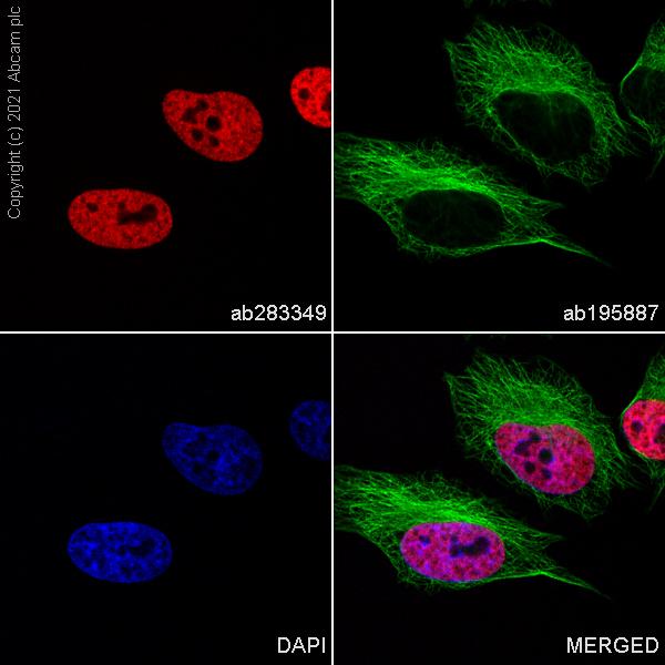 Immunocytochemistry/ Immunofluorescence - Alexa Fluor® 647 Anti-Histone H3 (mono methyl K4) antibody [ERP16597] (AB283349), expandable thumbnail