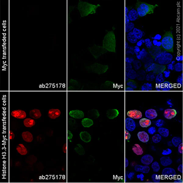Immunocytochemistry - Alexa Fluor® 647 Anti-Histone H3 (mutated K36M) antibody [EPR23614-91] (AB275178)