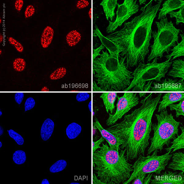 Immunocytochemistry/ Immunofluorescence - Alexa Fluor® 647 Anti-Histone H3 (phospho S10) antibody [mAbcam 14955] (AB196698)