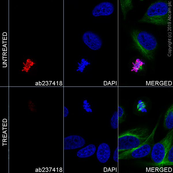 Immunocytochemistry/ Immunofluorescence - Alexa Fluor® 647 Anti-Histone H3 (phospho S28) antibody [E191] (AB237418)