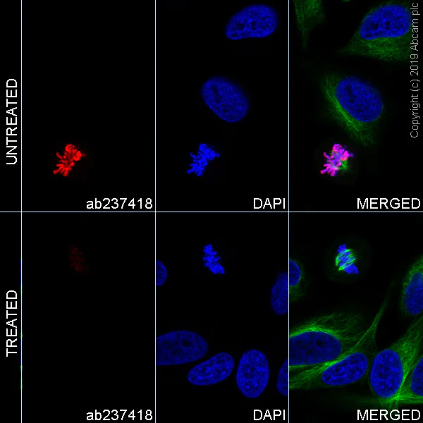 Immunocytochemistry/ Immunofluorescence - Alexa Fluor® 647 Anti-Histone H3 (phospho S28) antibody [E191] (AB237418)