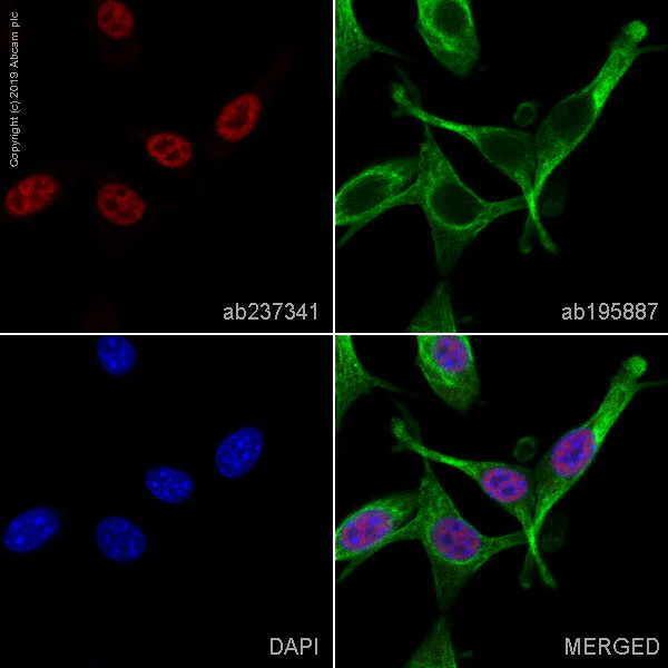 Immunocytochemistry/ Immunofluorescence - Alexa Fluor® 647 Anti-Histone H3 (tri methyl K4) antibody [EPR20551-225] (AB237341)