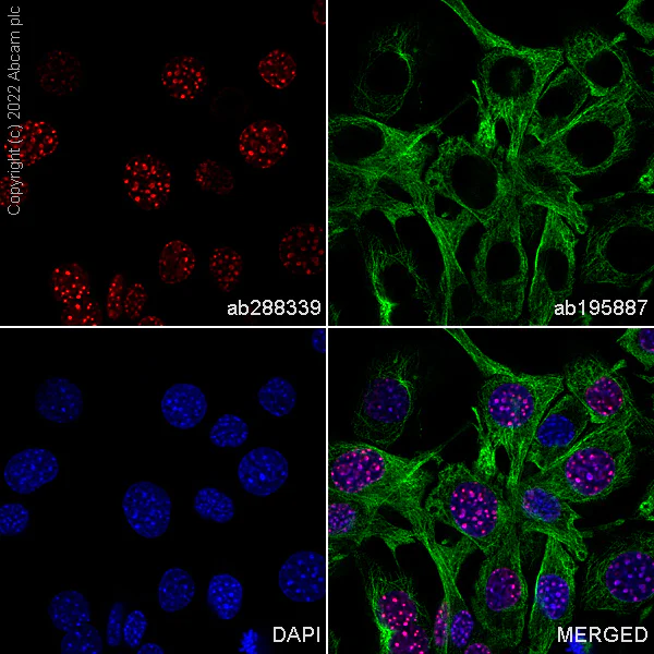 Immunocytochemistry/ Immunofluorescence - Alexa Fluor® 647 Anti-Histone H3 (tri methyl K9) antibody [EPR16601] - ChIP Grade (AB288339)