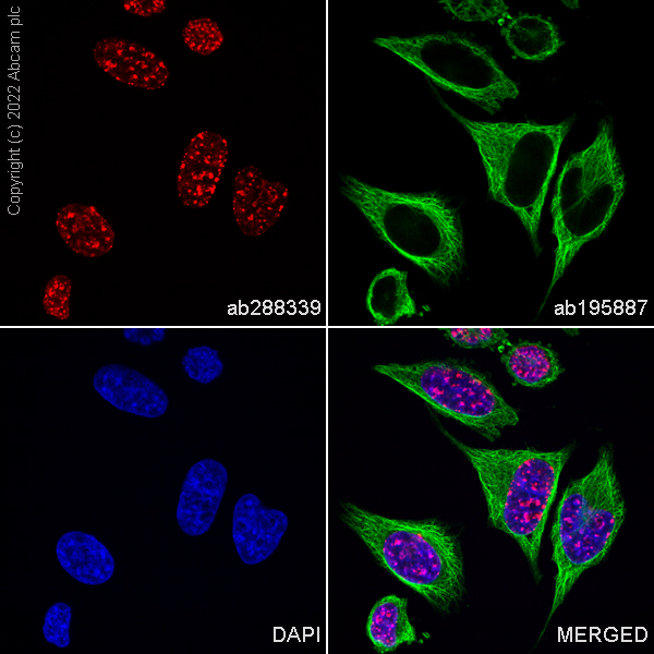 Immunocytochemistry/ Immunofluorescence - Alexa Fluor® 647 Anti-Histone H3 (tri methyl K9) antibody [EPR16601] - ChIP Grade (AB288339)