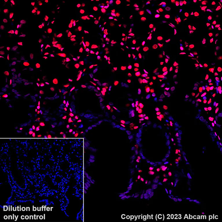 Immunohistochemistry (Formalin/PFA-fixed paraffin-embedded sections) - Alexa Fluor® 647 Anti-Histone H3.3 antibody [EPR17899] (AB313662)