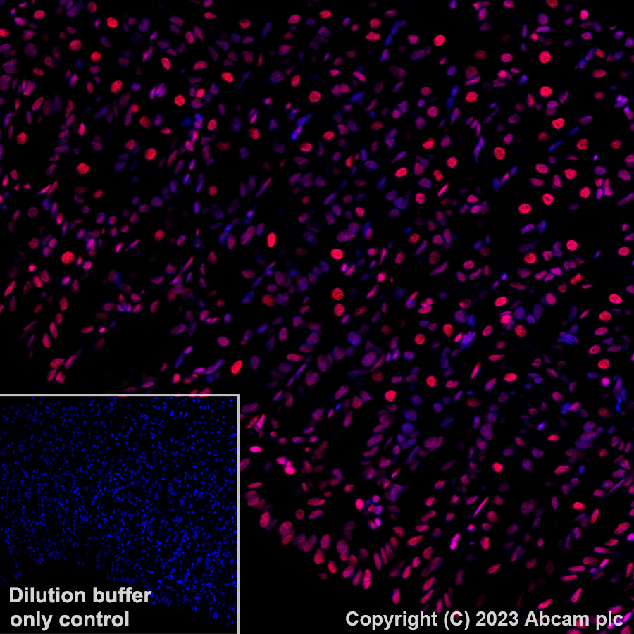 Immunohistochemistry (Formalin/PFA-fixed paraffin-embedded sections) - Alexa Fluor® 647 Anti-Histone H3.3 antibody [EPR17899] (AB313662), expandable thumbnail