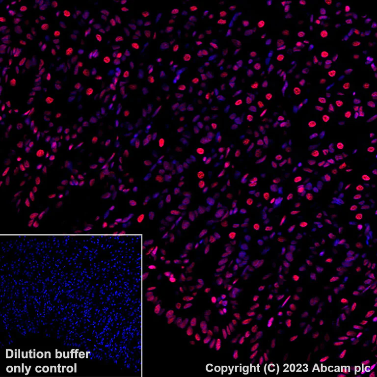 Immunohistochemistry (Formalin/PFA-fixed paraffin-embedded sections) - Alexa Fluor® 647 Anti-Histone H3.3 antibody [EPR17899] (AB313662)