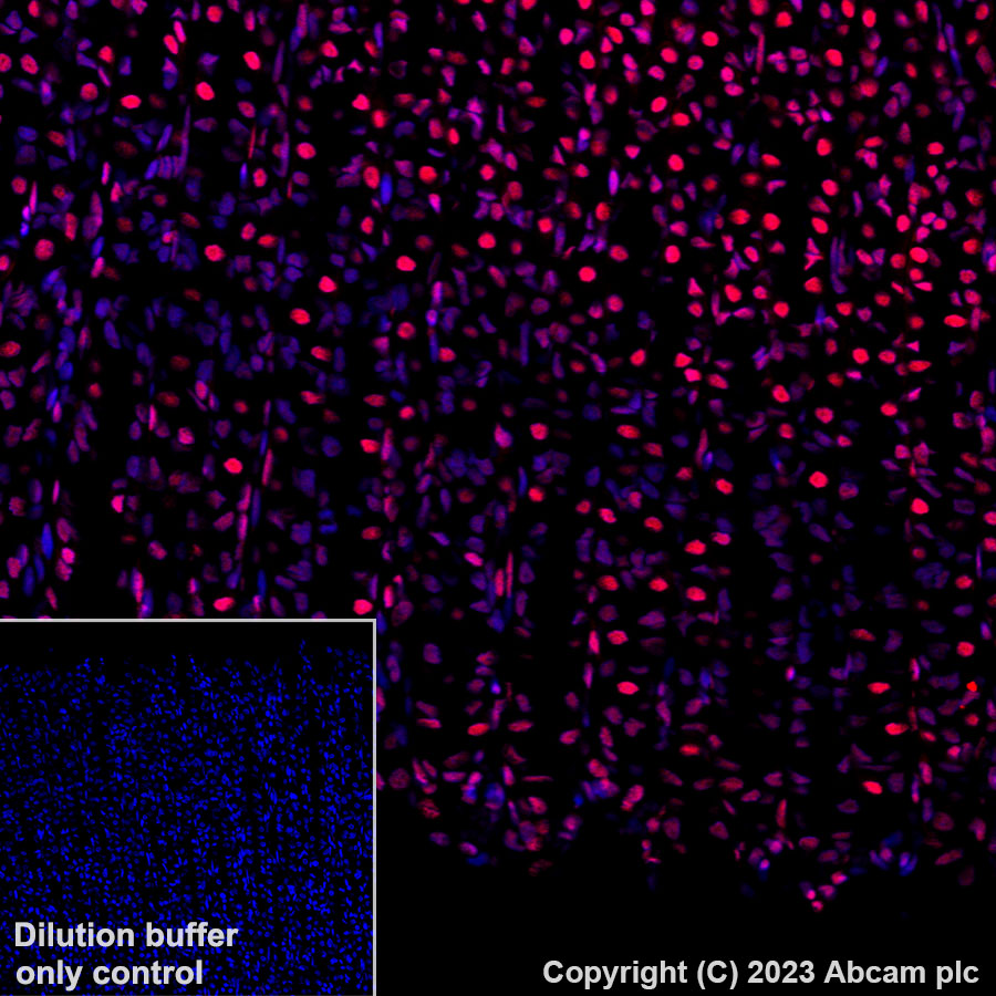 Immunohistochemistry (Formalin/PFA-fixed paraffin-embedded sections) - Alexa Fluor® 647 Anti-Histone H3.3 antibody [EPR17899] (AB313662), expandable thumbnail