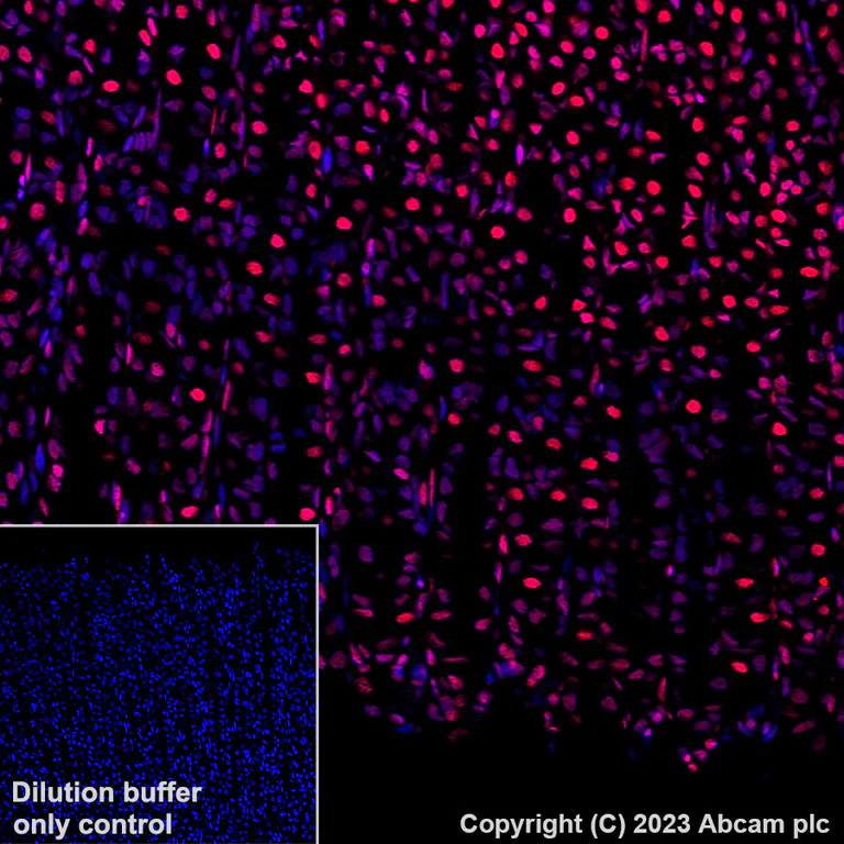 Immunohistochemistry (Formalin/PFA-fixed paraffin-embedded sections) - Alexa Fluor® 647 Anti-Histone H3.3 antibody [EPR17899] (AB313662)