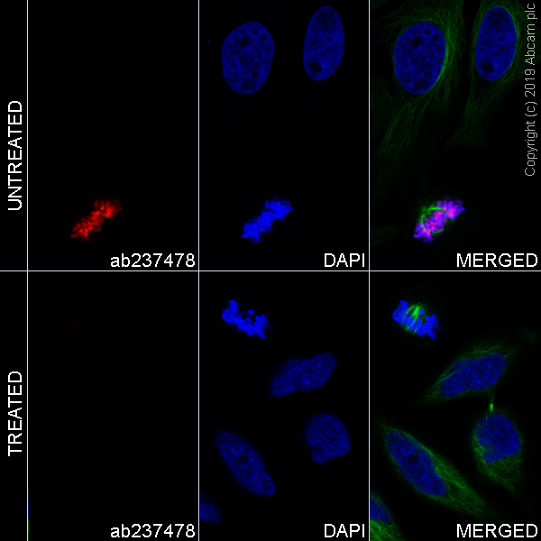 Immunocytochemistry/ Immunofluorescence - Alexa Fluor® 647 Anti-Histone H3.3 (phospho S31) antibody [EPR1873] (AB237478)