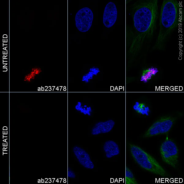Immunocytochemistry/ Immunofluorescence - Alexa Fluor® 647 Anti-Histone H3.3 (phospho S31) antibody [EPR1873] (AB237478)