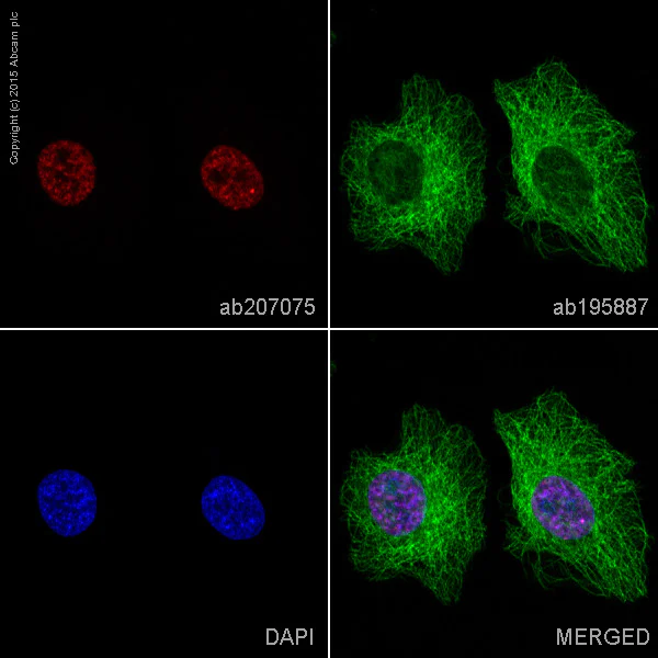 Immunocytochemistry/ Immunofluorescence - Alexa Fluor® 647 Anti-Histone H4 antibody [EPR16599] (AB207075)