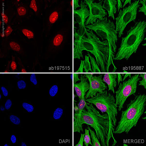 Immunocytochemistry/ Immunofluorescence - Alexa Fluor® 647 Anti-Histone H4 antibody [mAbcam 31830] (AB197515)