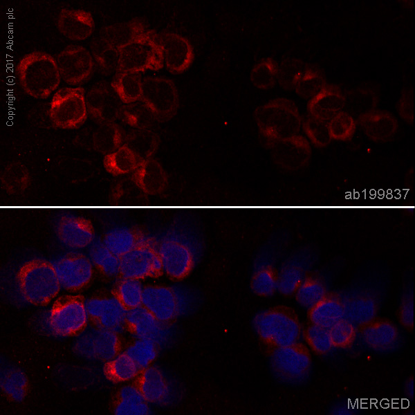 Immunocytochemistry/ Immunofluorescence - Alexa Fluor® 647 Anti-HLA A antibody [EP1395Y] (AB199837), expandable thumbnail