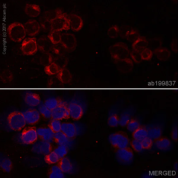 Immunocytochemistry/ Immunofluorescence - Alexa Fluor® 647 Anti-HLA A antibody [EP1395Y] (AB199837)