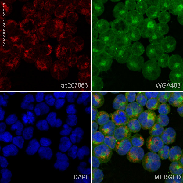 Immunocytochemistry/ Immunofluorescence - Alexa Fluor® 647 Anti-HLA Class II DRB1 antibody [EPR6148] (AB207066)