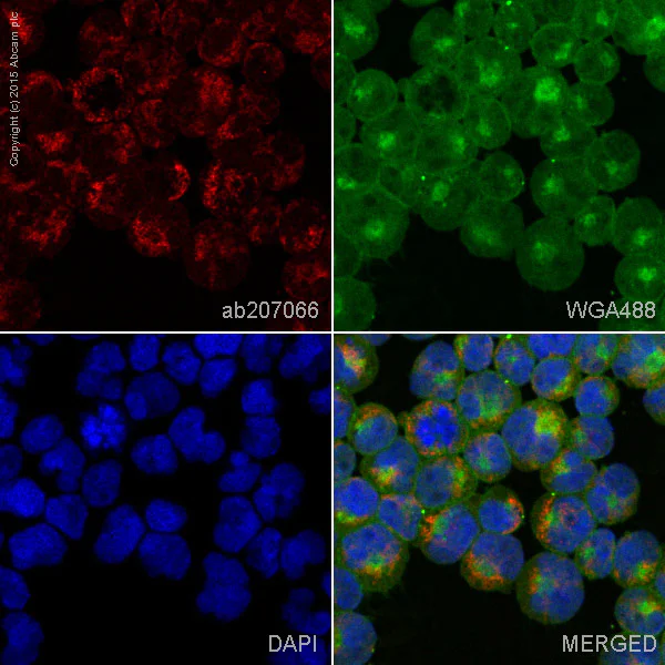 Immunocytochemistry/ Immunofluorescence - Alexa Fluor® 647 Anti-HLA Class II DRB1 antibody [EPR6148] (AB207066)