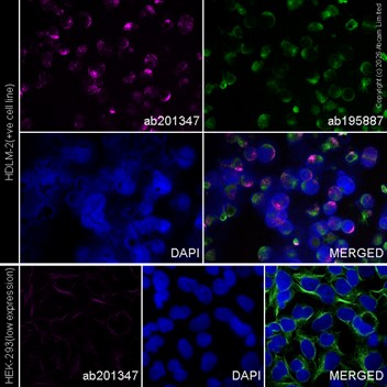 Immunocytochemistry/ Immunofluorescence - Alexa Fluor® 647 Anti-HLA-DPB1 antibody [EPR11226] (AB201347)