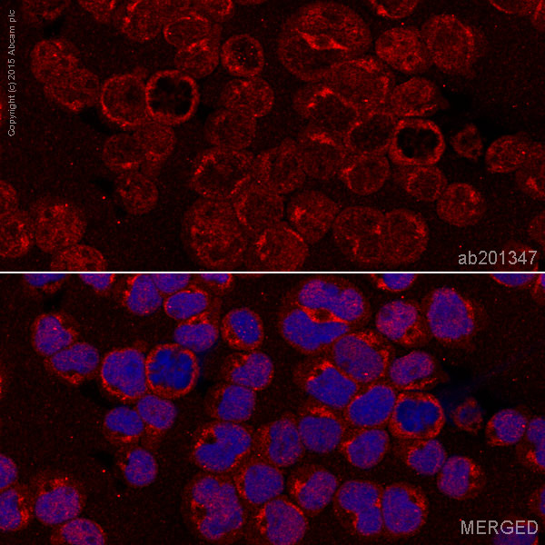 Immunocytochemistry/ Immunofluorescence - Alexa Fluor® 647 Anti-HLA-DPB1 antibody [EPR11226] (AB201347)