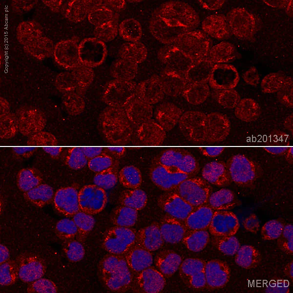 Immunocytochemistry/ Immunofluorescence - Alexa Fluor® 647 Anti-HLA-DPB1 antibody [EPR11226] (AB201347)