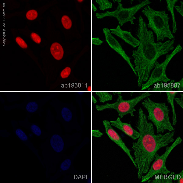 Immunocytochemistry/ Immunofluorescence - Alexa Fluor® 647 Anti-HMGB1 antibody [EPR3507] (AB195011), expandable thumbnail