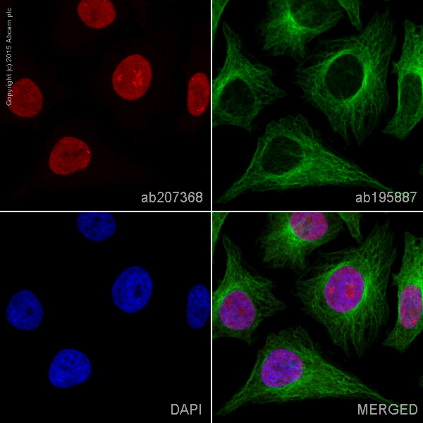 Immunocytochemistry/ Immunofluorescence - Alexa Fluor® 647 Anti-HMGB2 antibody [EPR6301] (AB207368)