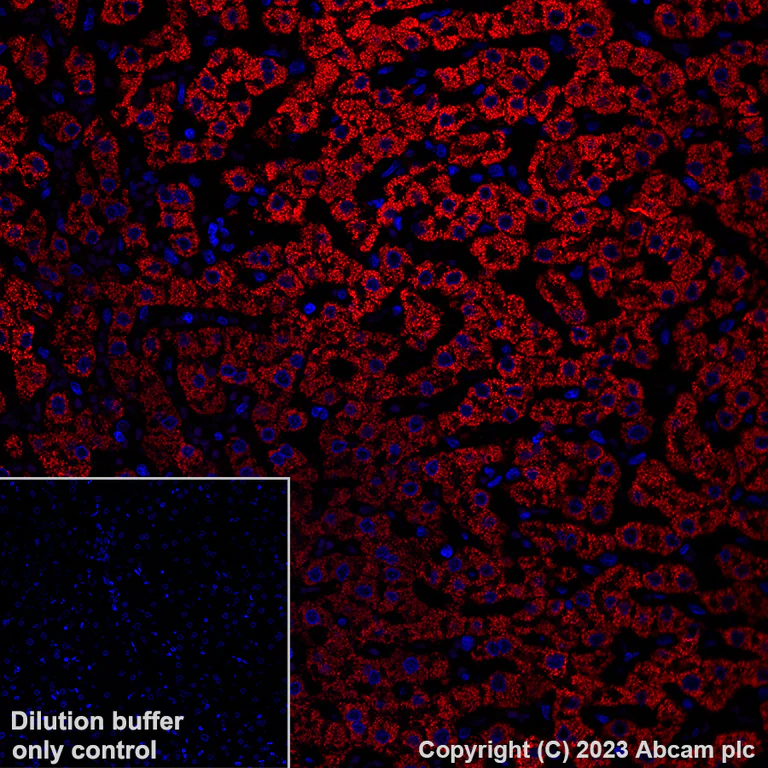 Immunohistochemistry (Formalin/PFA-fixed paraffin-embedded sections) - Alexa Fluor® 647 Anti-HMGCS2 antibody [EPR8642] (AB309165)