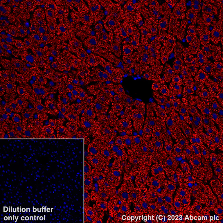 Immunohistochemistry (Formalin/PFA-fixed paraffin-embedded sections) - Alexa Fluor® 647 Anti-HMGCS2 antibody [EPR8642] (AB309165)