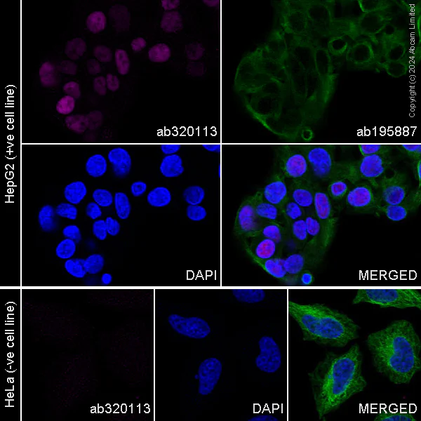 Immunocytochemistry/ Immunofluorescence - Alexa Fluor® 647 Anti-HNF-4-alpha antibody [EPR16885-99] (AB320113)