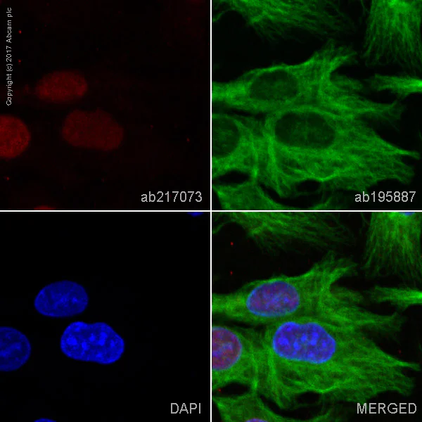 Immunocytochemistry/ Immunofluorescence - Alexa Fluor® 647 Anti-HNF-4-alpha antibody [EPR3648] (AB217073)