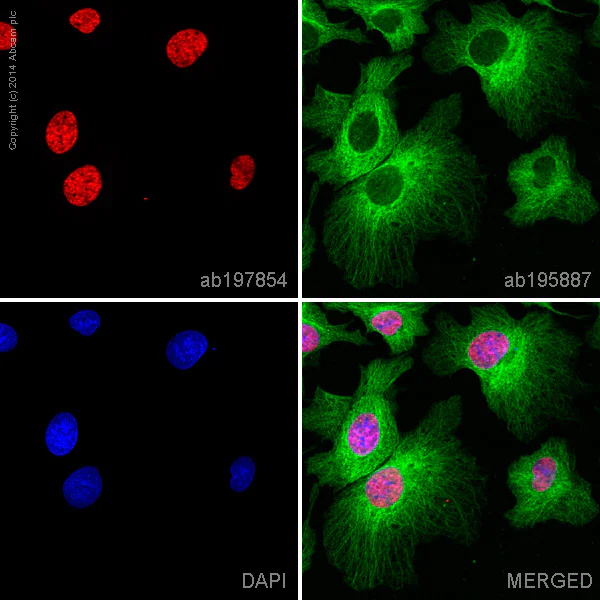 Immunocytochemistry/ Immunofluorescence - Alexa Fluor® 647 Anti-hnRNP A1 antibody [EPR12768] (AB197854)