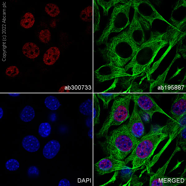 Immunocytochemistry/ Immunofluorescence - Alexa Fluor® 647 Anti-hnRNP A2B1 antibody [EPR24002-81] (AB300734)