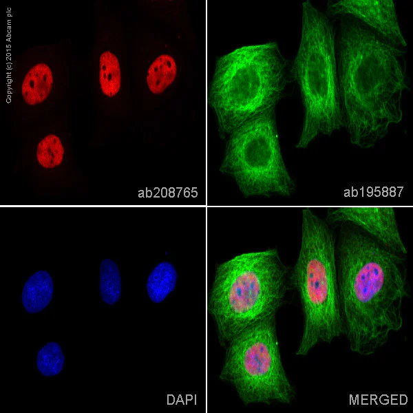 Immunocytochemistry/ Immunofluorescence - Alexa Fluor® 647 Anti-hnRNP C1/C2 antibody [EPNCIR152] (AB208765)