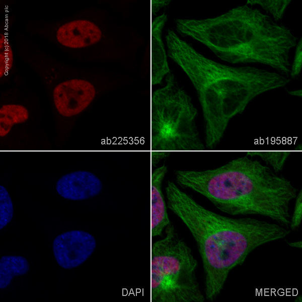 Immunocytochemistry/ Immunofluorescence - Alexa Fluor® 647 Anti-hnRNP G antibody [EPR16038] (AB225356)
