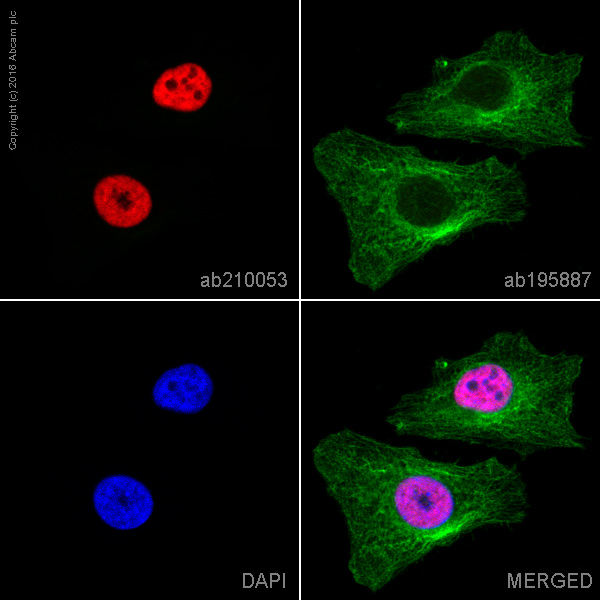 Immunocytochemistry/ Immunofluorescence - Alexa Fluor® 647 Anti-HNRPAB antibody [EPR16944] (AB210053), expandable thumbnail
