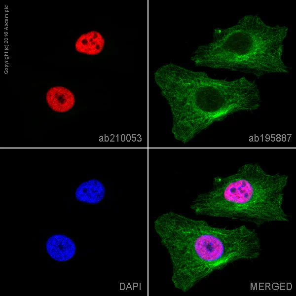Immunocytochemistry/ Immunofluorescence - Alexa Fluor® 647 Anti-HNRPAB antibody [EPR16944] (AB210053)