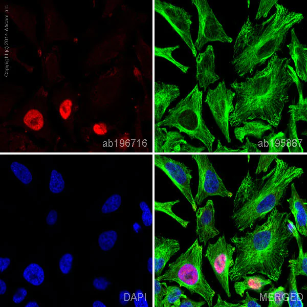 Immunocytochemistry/ Immunofluorescence - Alexa Fluor® 647 Anti-HOXB13 antibody [mAbcam53931] (AB196716)