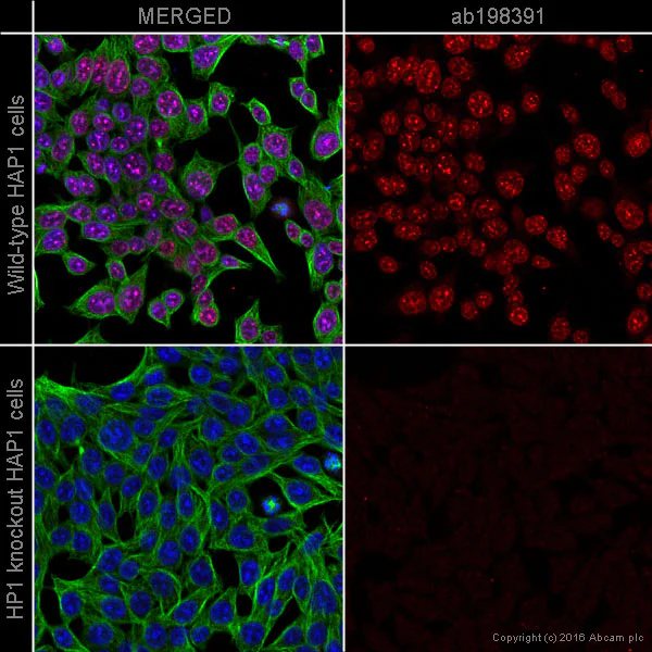 Immunocytochemistry/ Immunofluorescence - Alexa Fluor® 647 Anti-HP1 alpha antibody [EPR5777] - Heterochromatin marker (AB198391)