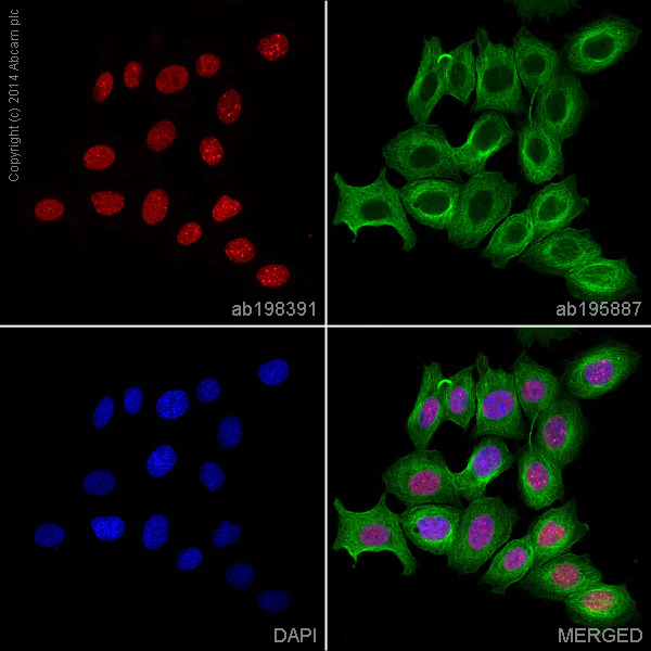 Immunocytochemistry/ Immunofluorescence - Alexa Fluor® 647 Anti-HP1 alpha antibody [EPR5777] - Heterochromatin marker (AB198391)
