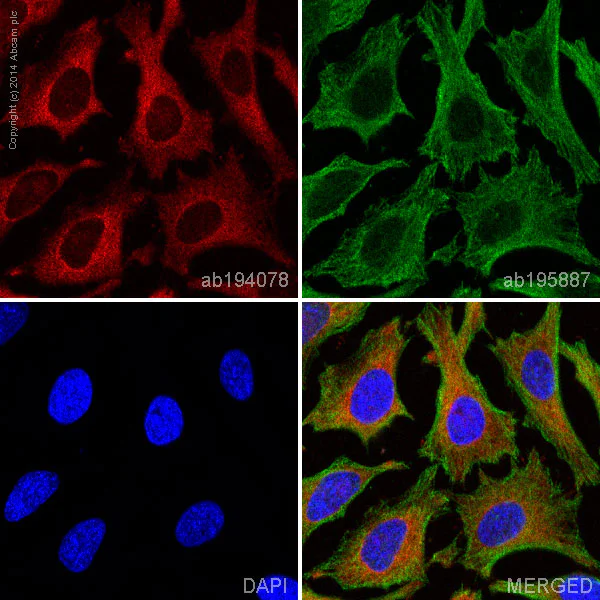Immunocytochemistry/ Immunofluorescence - Alexa Fluor® 647 Anti-Hsp27 antibody [EPR5477] (AB194078)
