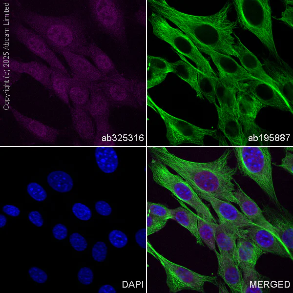 Immunocytochemistry/ Immunofluorescence - Alexa Fluor® 647 Anti-Hsp40 antibody [EPR25331-69] (AB325316)