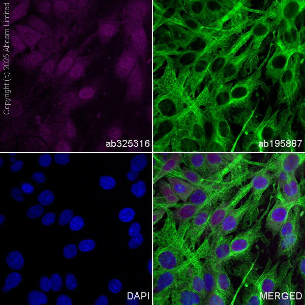 Immunocytochemistry/ Immunofluorescence - Alexa Fluor® 647 Anti-Hsp40 antibody [EPR25331-69] (AB325316)