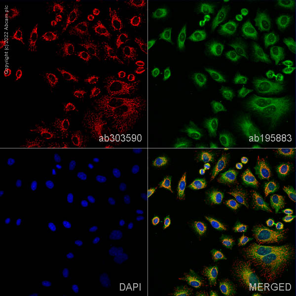 Immunocytochemistry/ Immunofluorescence - Alexa Fluor® 647 Anti-Hsp60 antibody [EPR18245-93] - Mitochondrial Marker (AB303590), expandable thumbnail