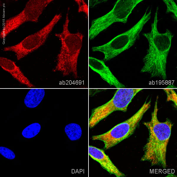 Immunocytochemistry/ Immunofluorescence - Alexa Fluor® 647 Anti-Hsp70 antibody [EPR16892] (AB204691)