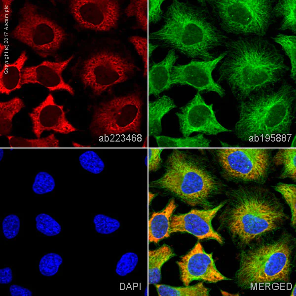 Immunocytochemistry/ Immunofluorescence - Alexa Fluor® 647 Anti-Hsp90 antibody [EPR16621-67] (AB223468)