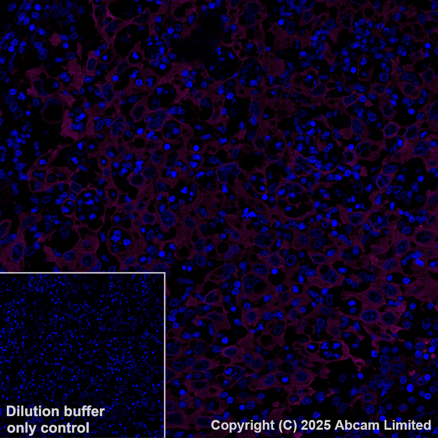 Immunohistochemistry (Formalin/PFA-fixed paraffin-embedded sections) - Alexa Fluor® 647 Anti-Hsp90 antibody [EPR16621-67] (AB223468)