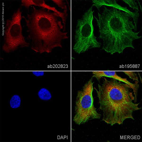 Immunocytochemistry/ Immunofluorescence - Alexa Fluor® 647 Anti-Hsp90 beta antibody [EPR16621] (AB202823)